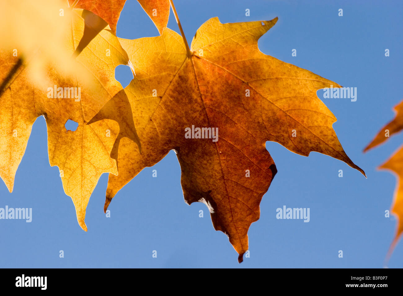 Autumn maple leaves against blue sky England, UK Stock Photo - Alamy