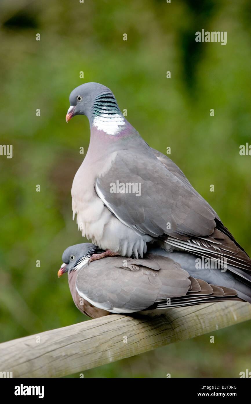 Wood Pigeons mating on fence, England, UK Stock Photo