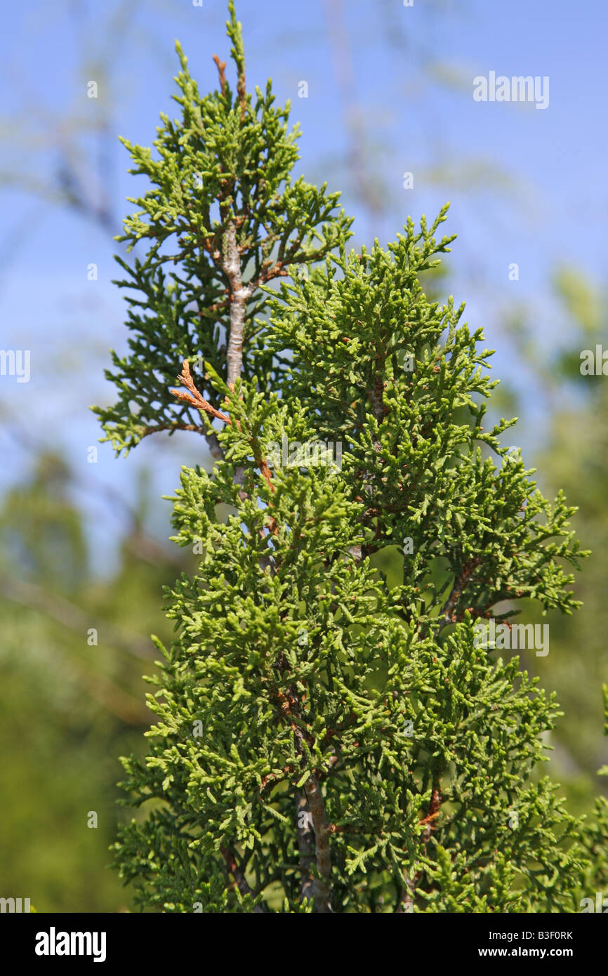 Pinchot's Juniper Juniperus pinchotii west Texas United States 13 August Cupressaceae Stock Photo
