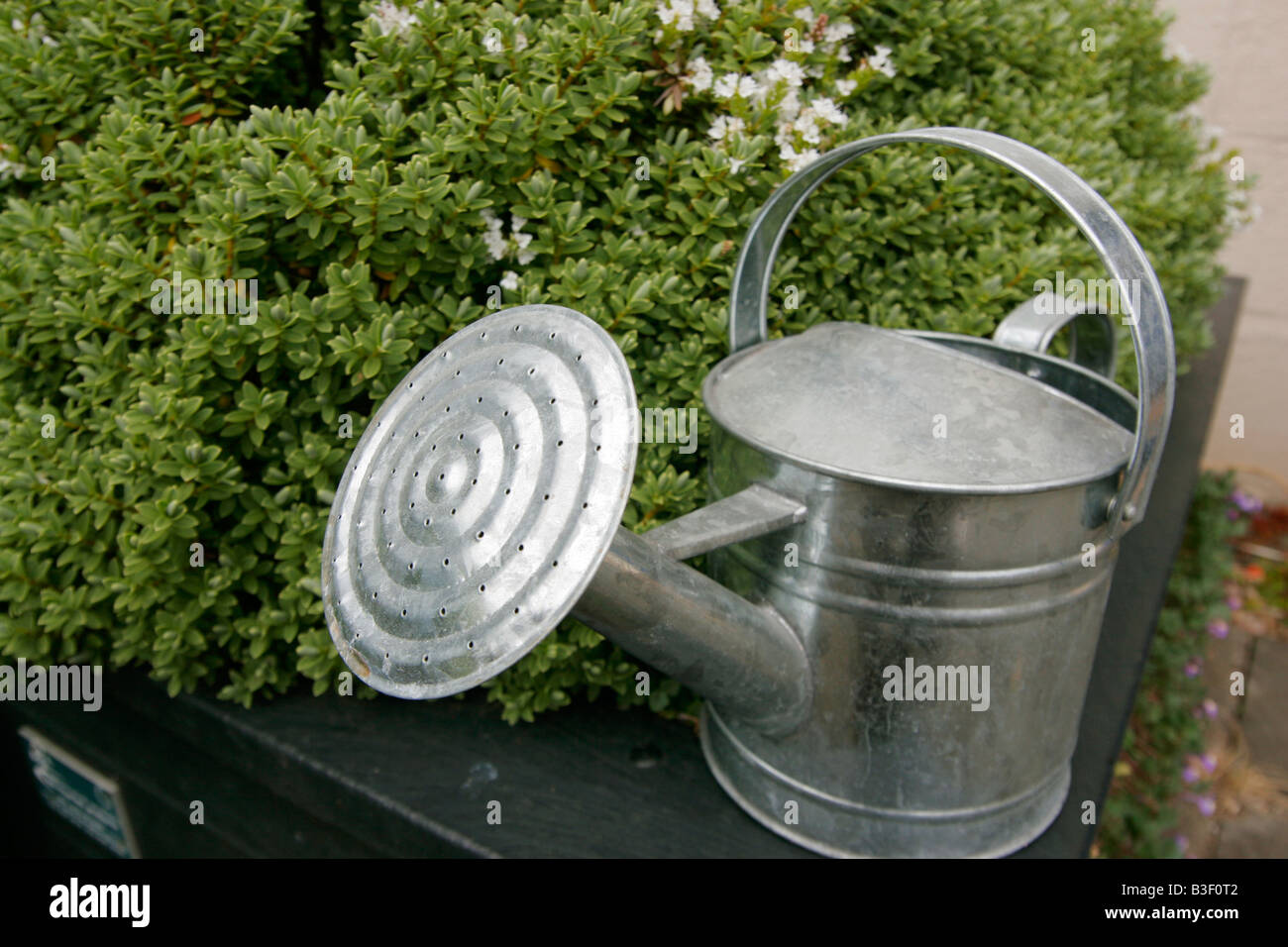 galvanised steel watering can Stock Photo Alamy