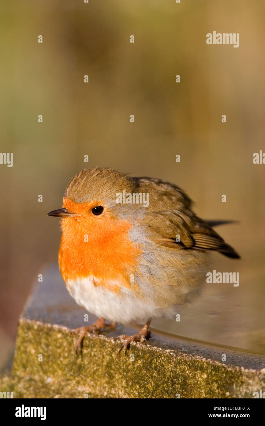 Robin on frozen bird bath, England, UK Stock Photo