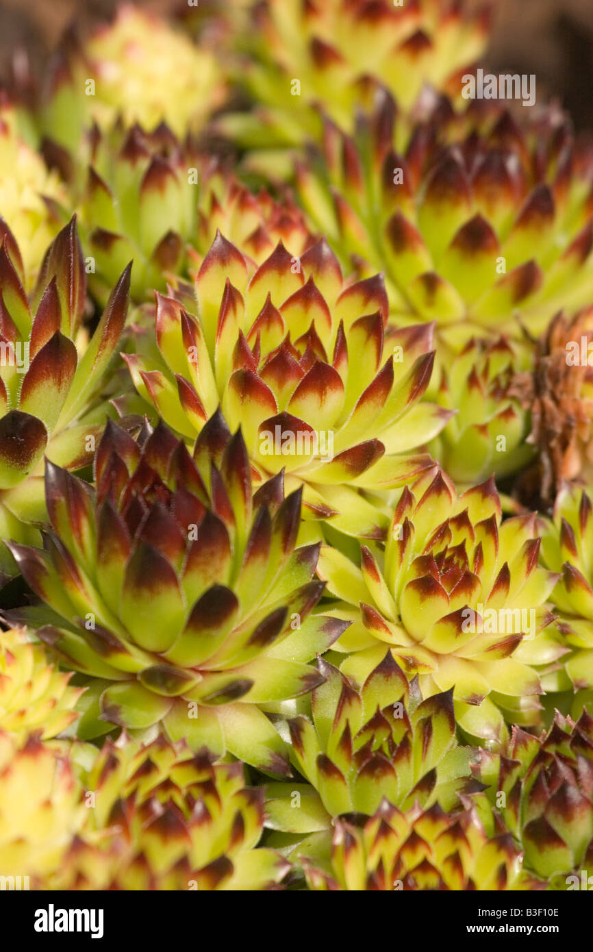 House Leek plant, England, UK Stock Photo Alamy