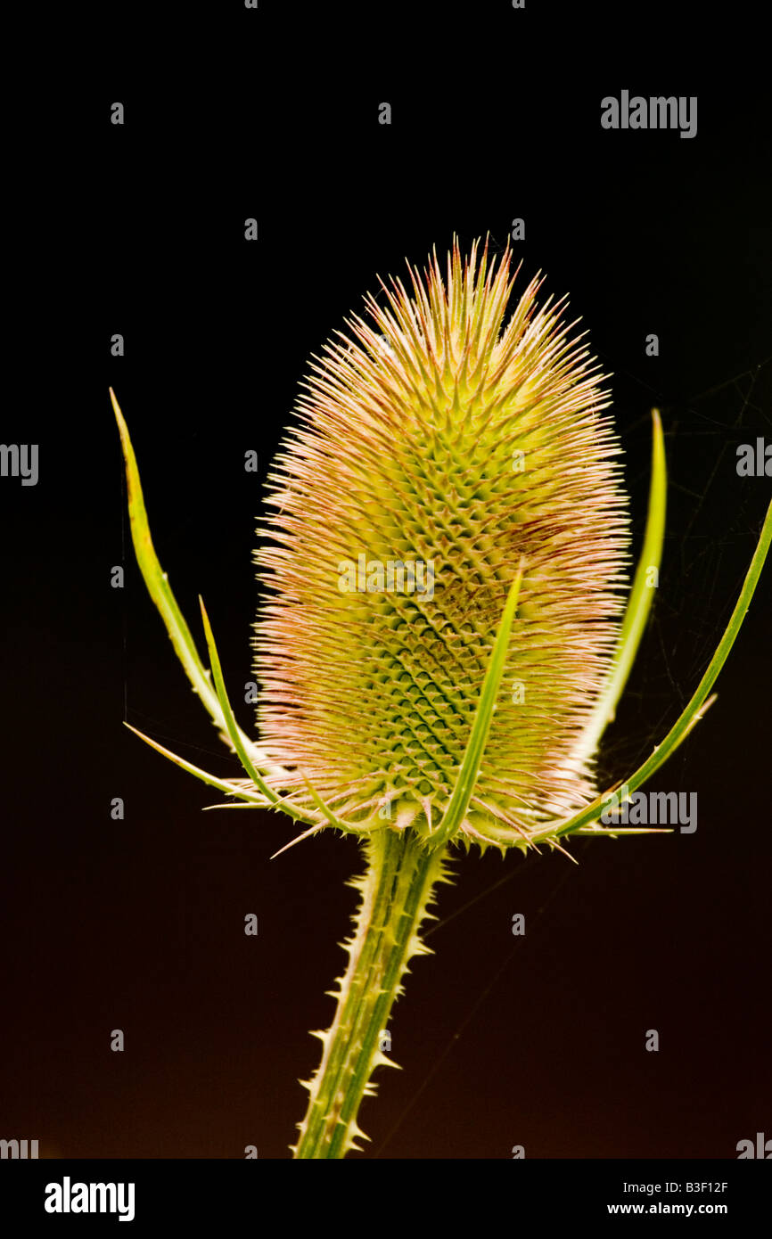 Teasel head, England, UK Stock Photo