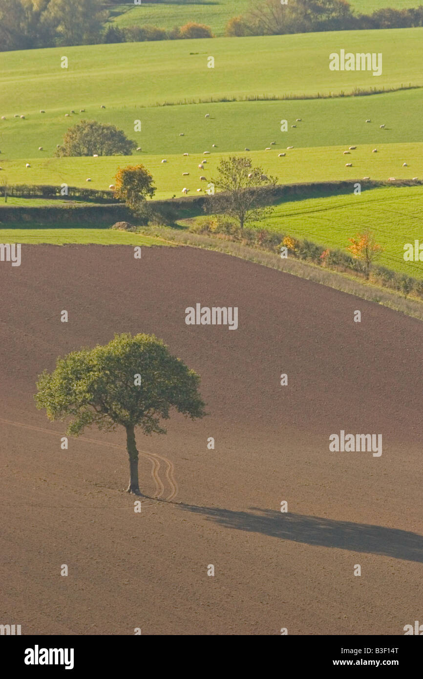 Lone oak tree in field after hedge removal, England UK Stock Photo