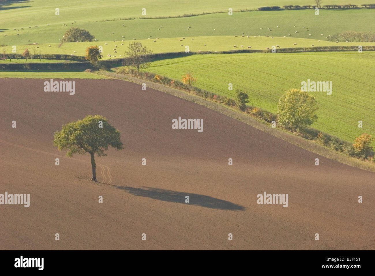 Lone oak tree in field after hedge removal, England UK Stock Photo