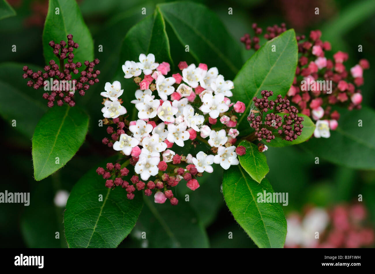 Viburnum Tinus Stock Photo