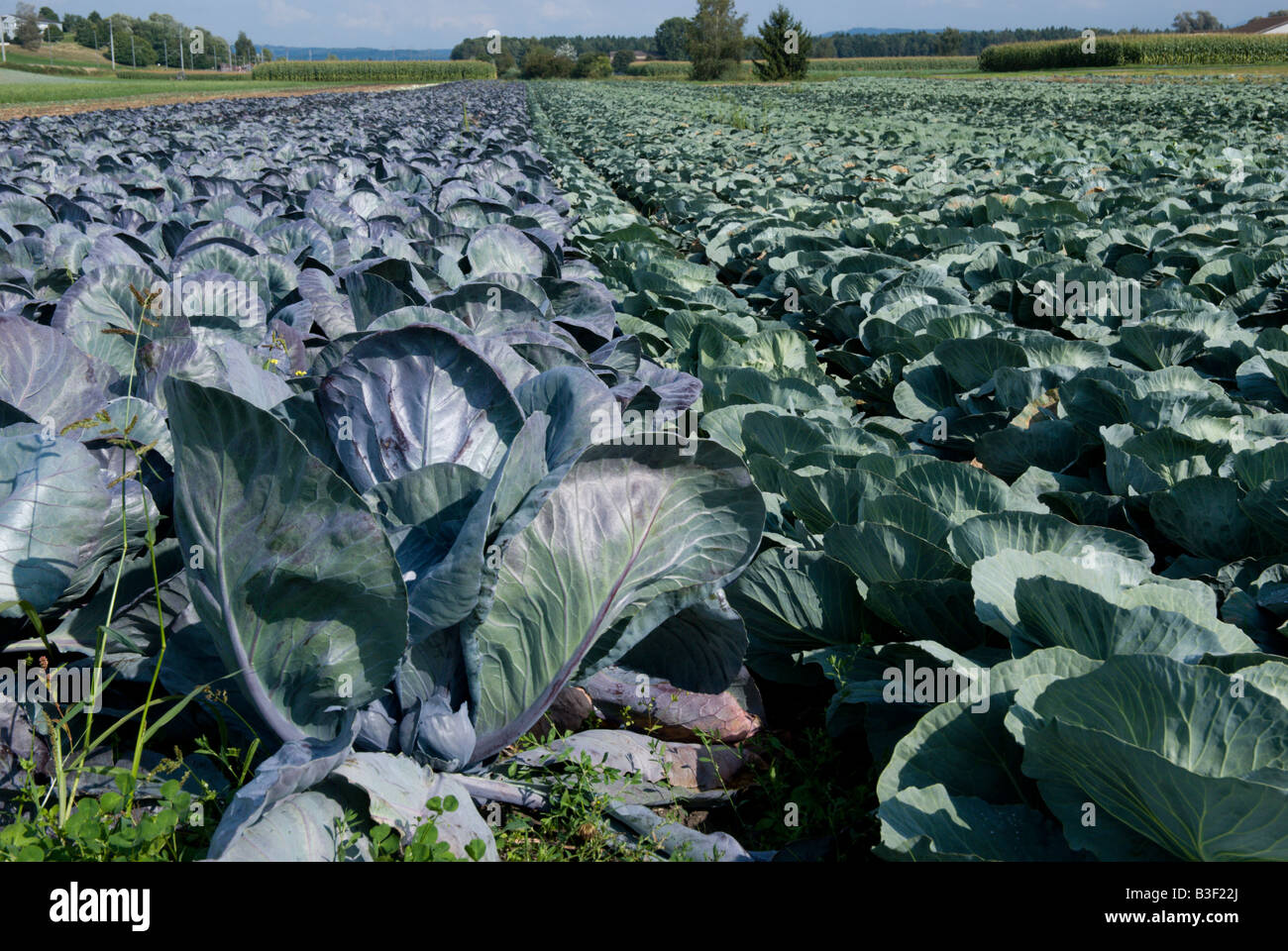 Field of reb cabbage growing near Ins Switzeralnd Stock Photo