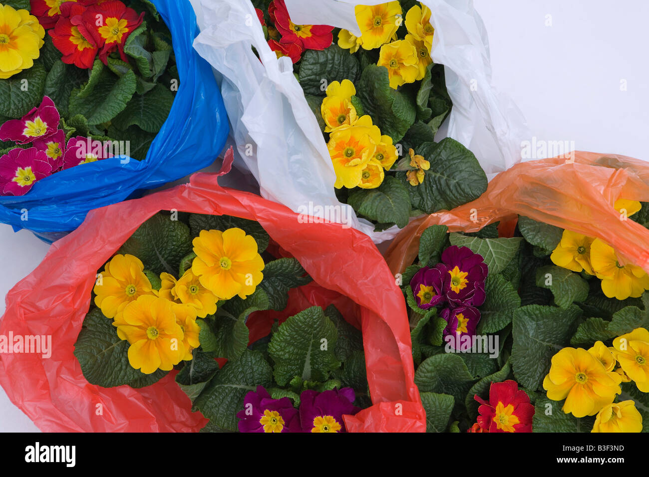 Flowers in plastic bags Stock Photo Alamy
