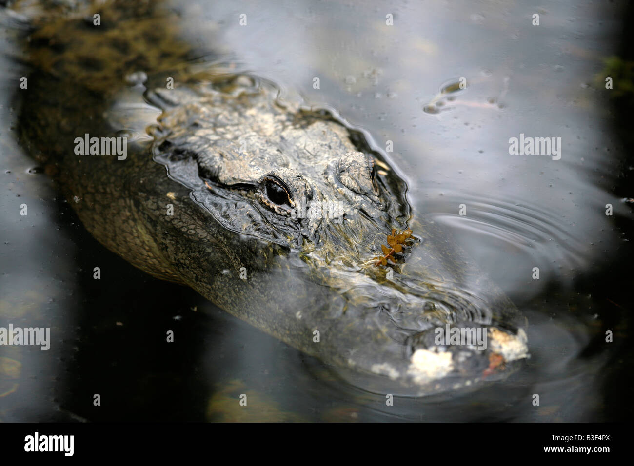 A wild alligator moves through the water in the Florida Everglades ...