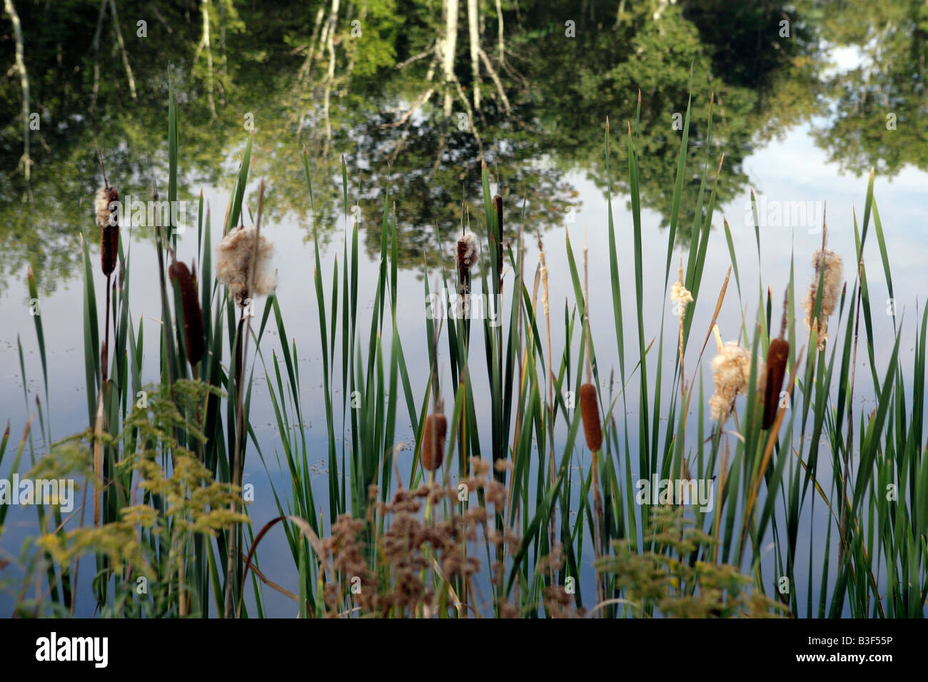 Cattails and reflected trees in a wet land Stock Photo