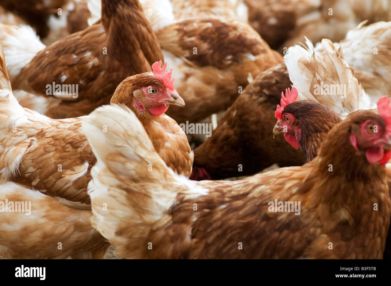 Freerange chicken chickens hen hens poultry free range eggs farming farmer farm bird birds food production shed peck pecking scr Stock Photo