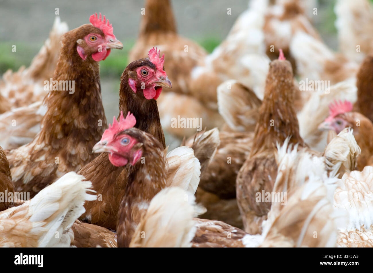 Freerange chicken chickens hen hens poultry free range eggs farming farmer farm bird birds food production shed peck pecking scr Stock Photo