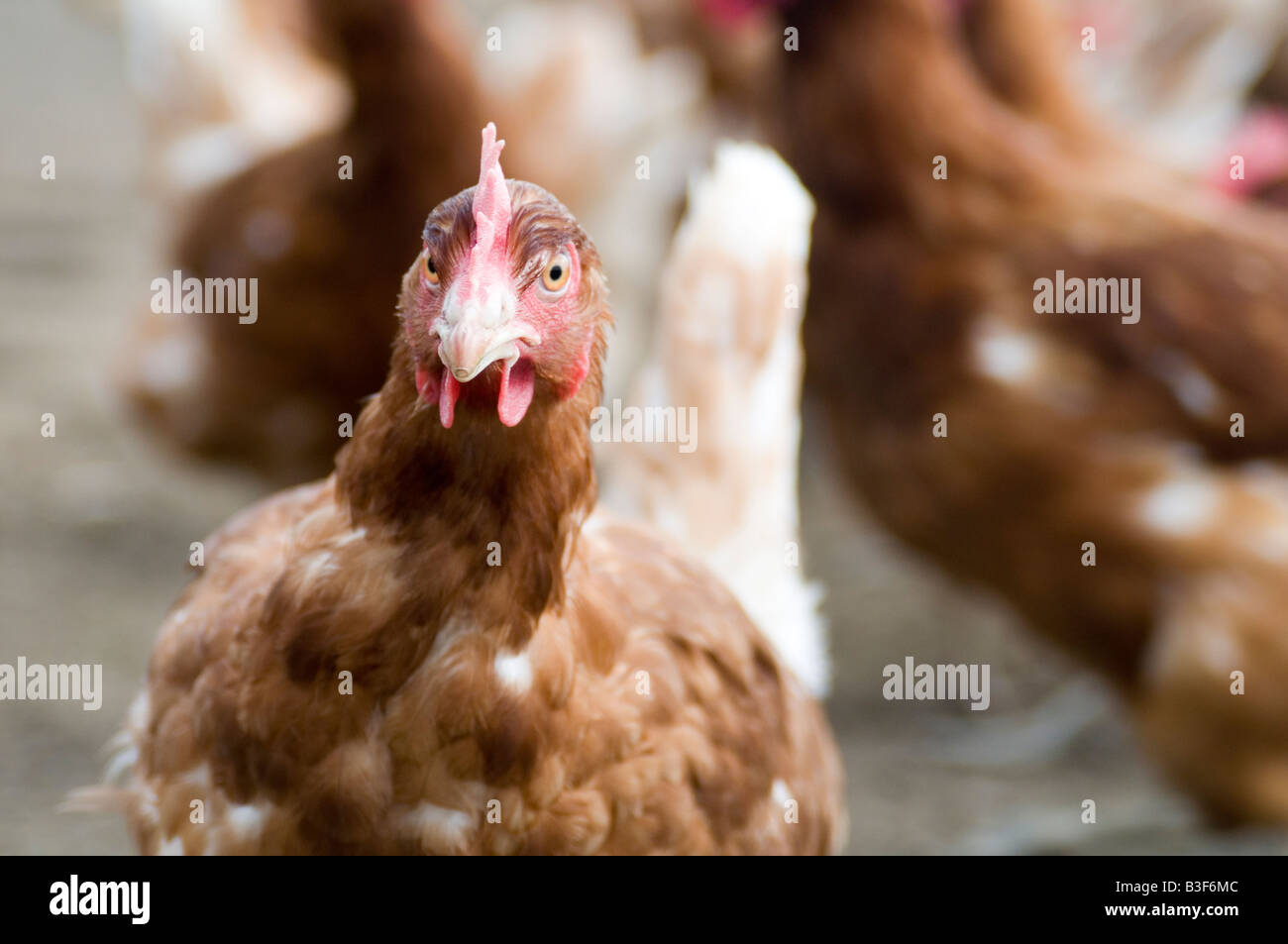 Freerange chicken chickens hen hens poultry free range eggs farming farmer farm bird birds food production shed peck pecking scr Stock Photo