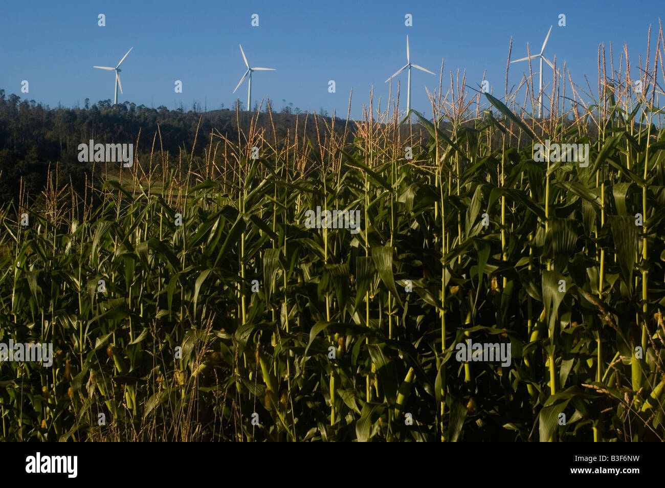 Corn and windmills WAY OF SAINT JAMES or CAMINO DE SANTIAGO - GALICIA region SPAIN Stock Photo