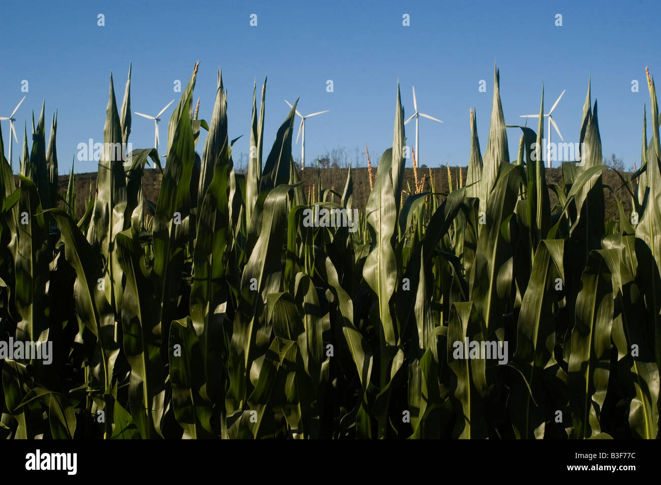Corn and windmills WAY OF SAINT JAMES or CAMINO DE SANTIAGO -  GALICIA region SPAIN Stock Photo