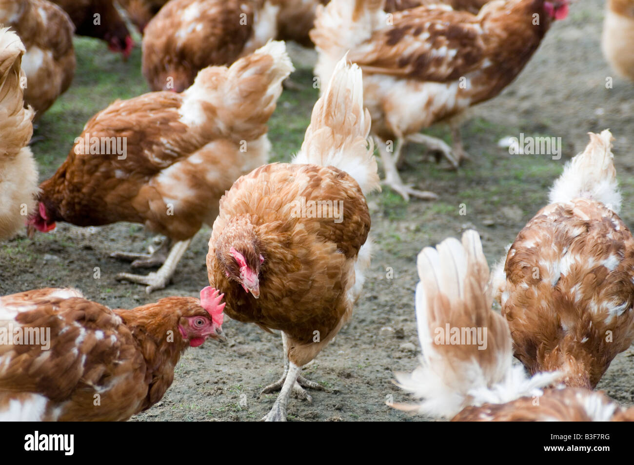 Freerange chicken chickens hen hens poultry free range eggs farming farmer farm bird birds food production shed peck pecking scr Stock Photo