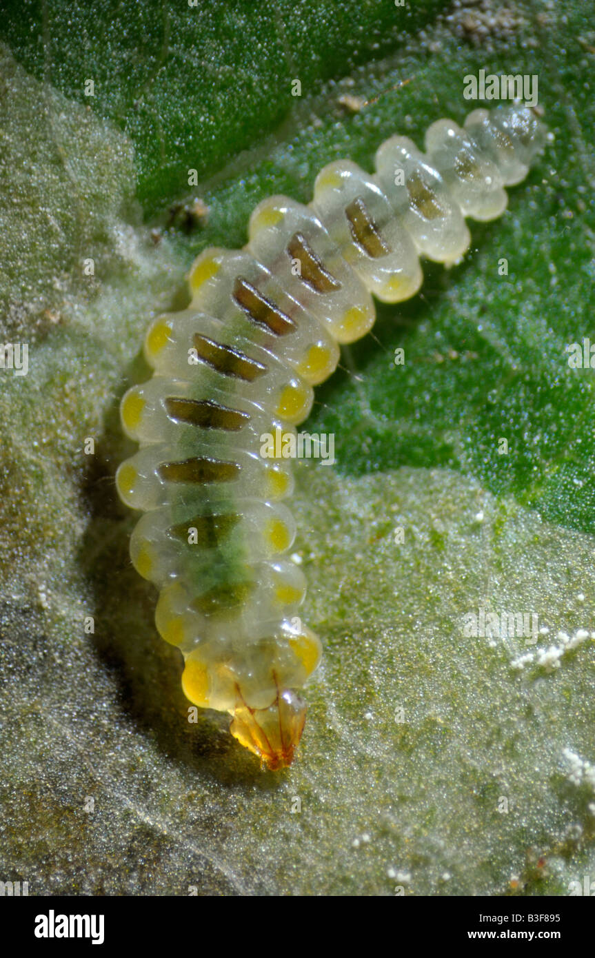 Horse Chestnut Leafminer (Cameraria ohridella), larva on leaf Stock Photo