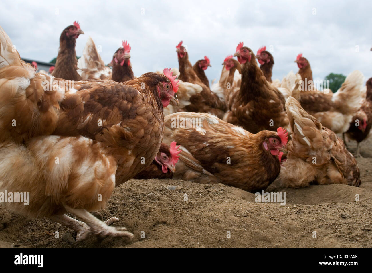 Freerange chicken chickens hen hens poultry free range eggs farming farmer farm bird birds food production shed peck pecking scr Stock Photo