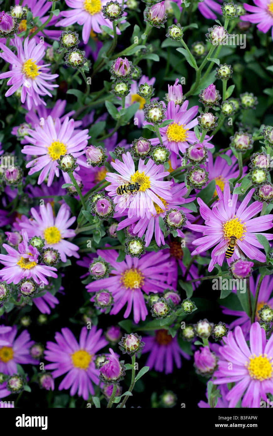 Aster amellus Louise Stock Photo