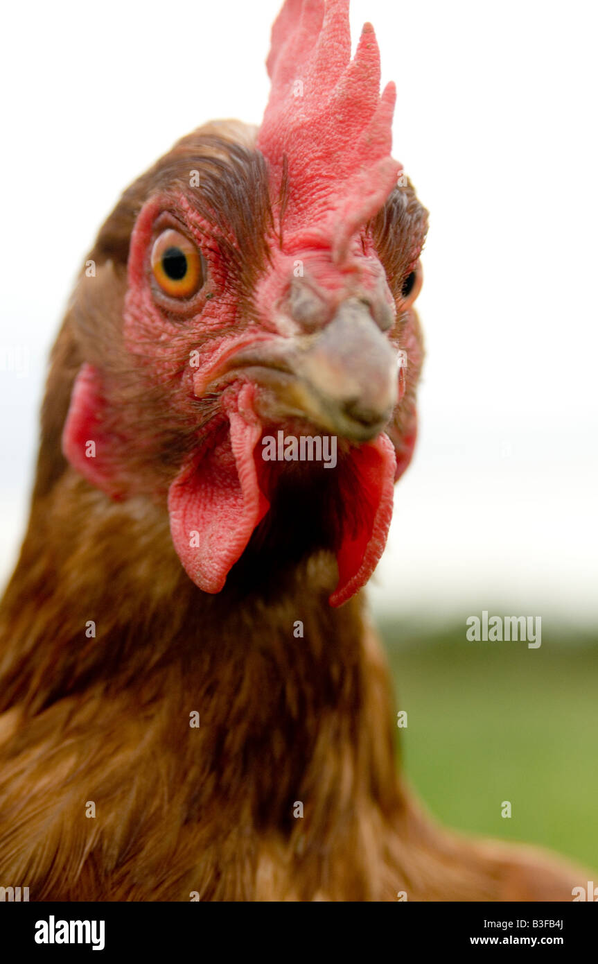 Freerange chicken chickens hen hens poultry free range eggs farming farmer farm bird birds food production shed peck pecking scr Stock Photo