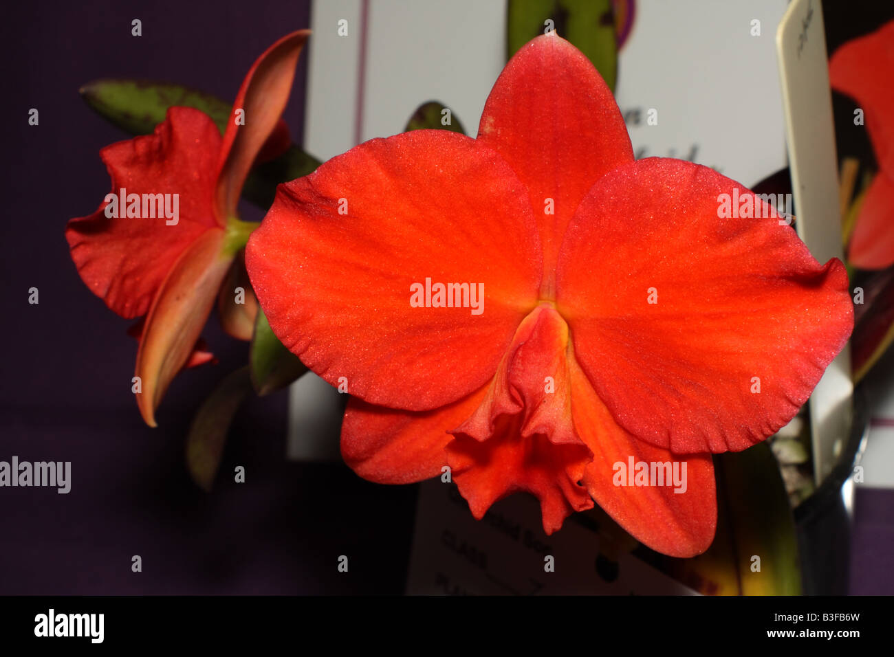 Red Orange Orchids Stock Photo