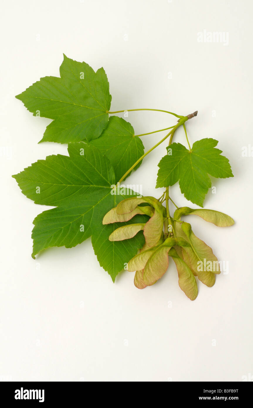 Sycamore Great Maple (Acer pseudoplatanus) twig with fruit and leaves Stock Photo