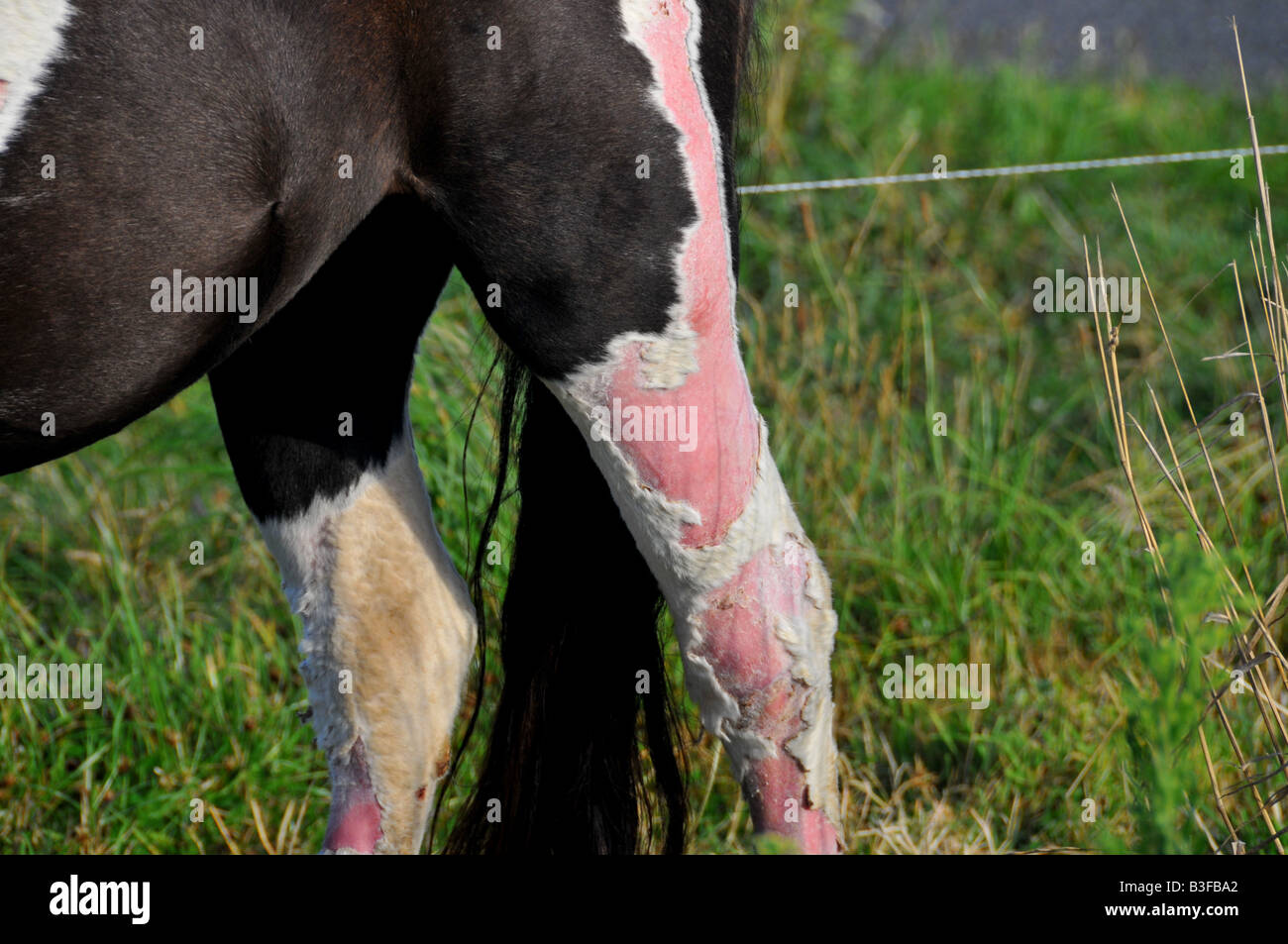 detail of hind legs horse with 'jungle rot' in a field Stock Photo