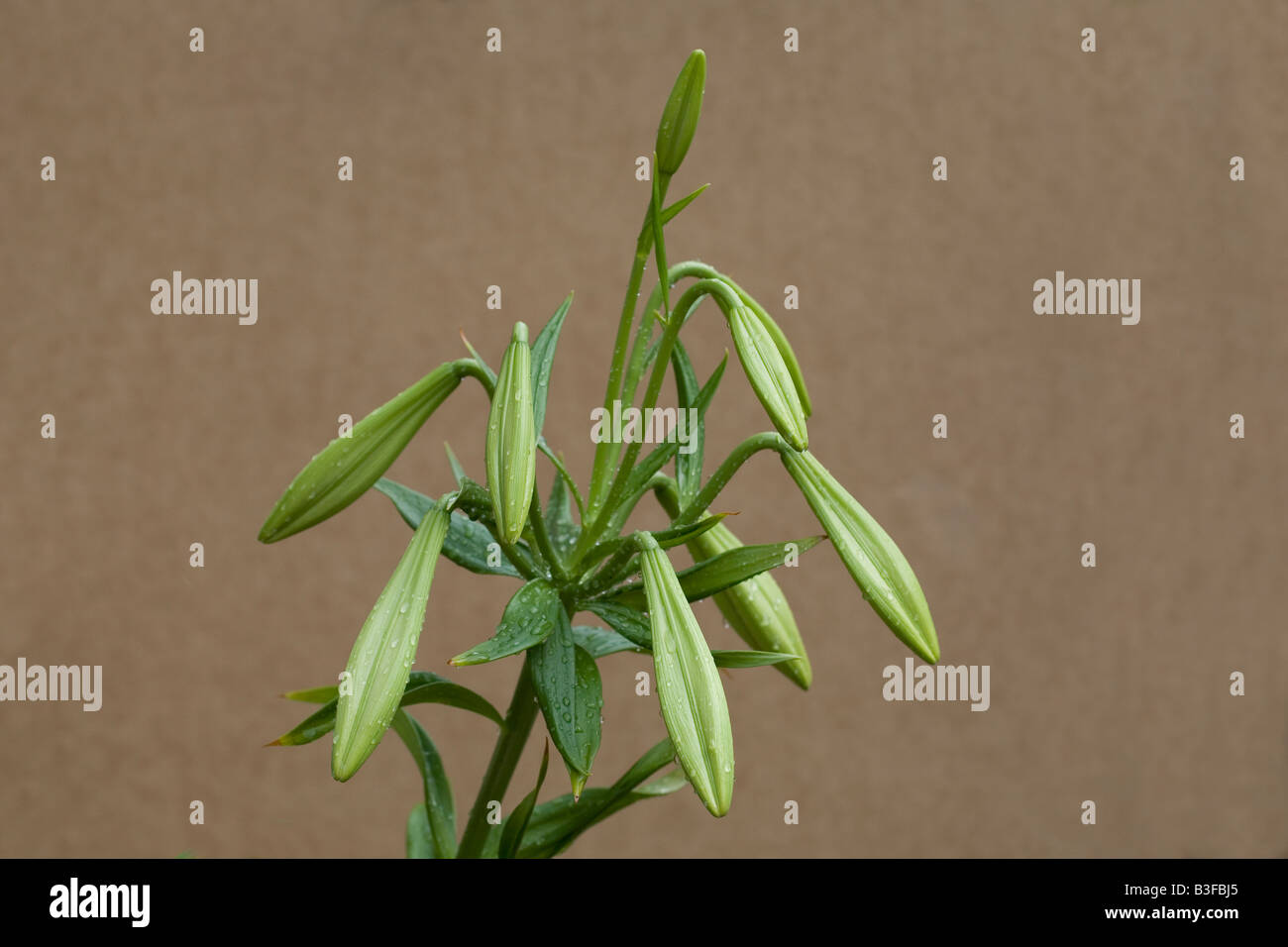 Unopened Lily buds with raindrops Stock Photo Alamy
