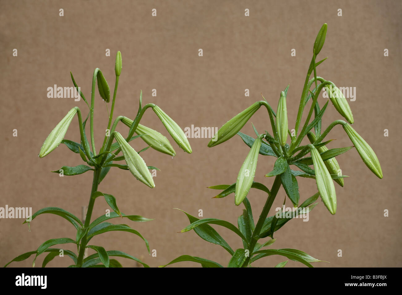 Unopened Lily buds with raindrops Stock Photo - Alamy