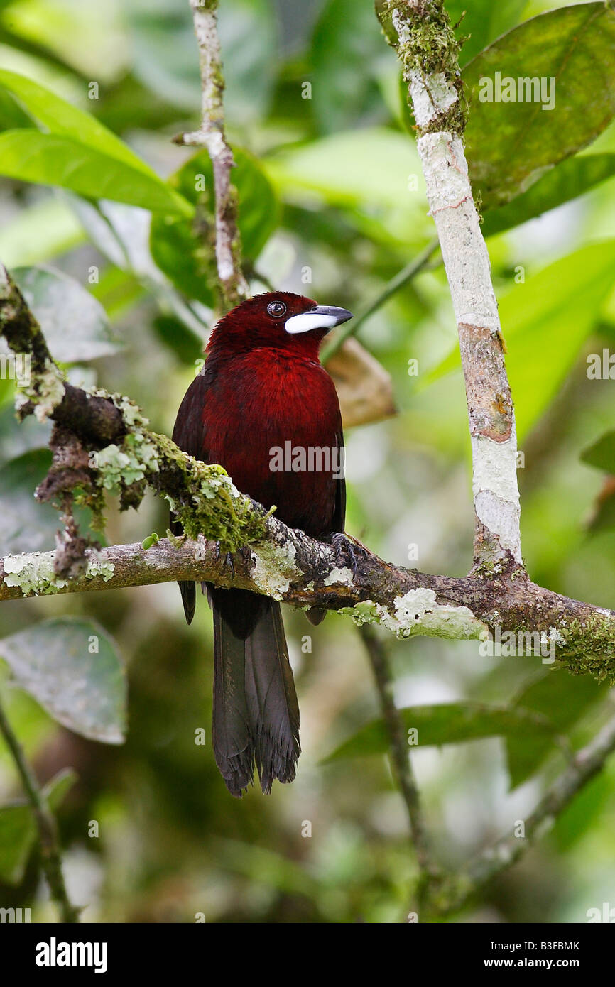 Silver beaked Tanager (Ramphocelus carbo) perched on twig Stock Photo