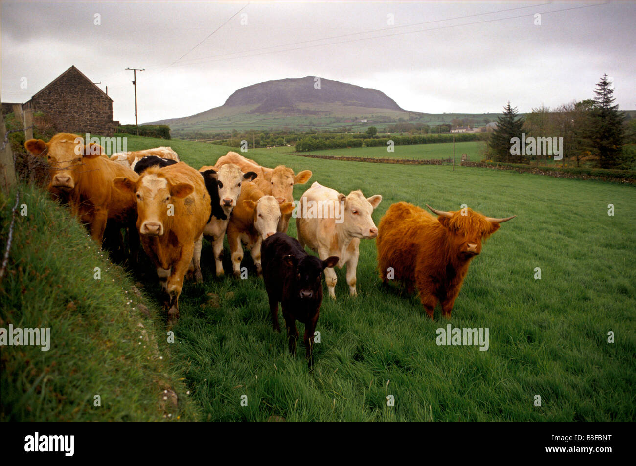 HEARD OF CATTLE STANDING IN A FIELD BALLYMENA CO ANTRIM NORTHERN IRELAND 1993 Stock Photo