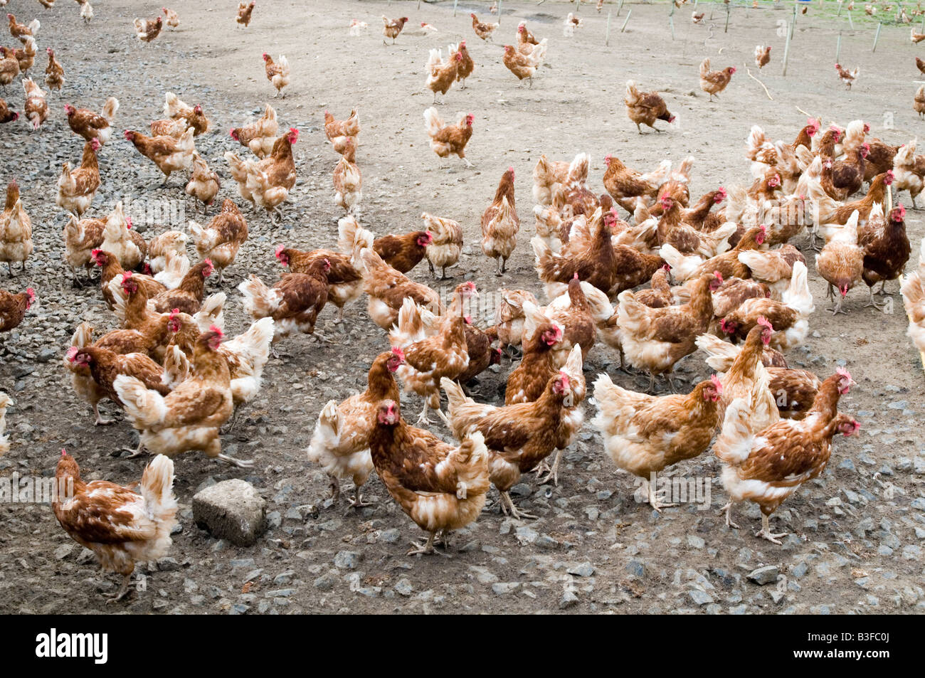 Freerange chicken chickens hen hens poultry free range eggs farming farmer farm bird birds food production shed peck pecking scr Stock Photo