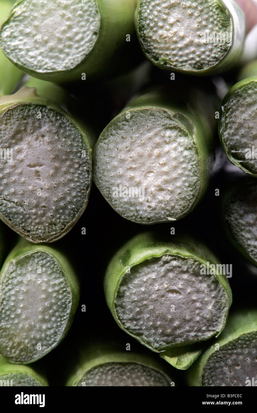 Asparagus ends hires stock photography and images Alamy