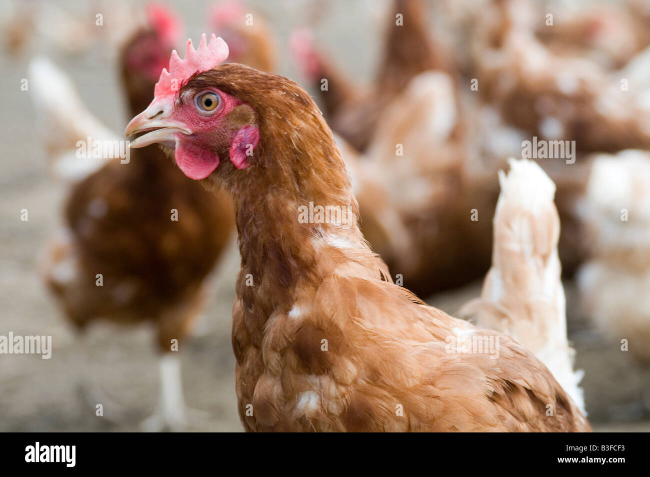 Freerange chicken chickens hen hens poultry free range eggs farming farmer farm bird birds food production shed peck pecking scr Stock Photo