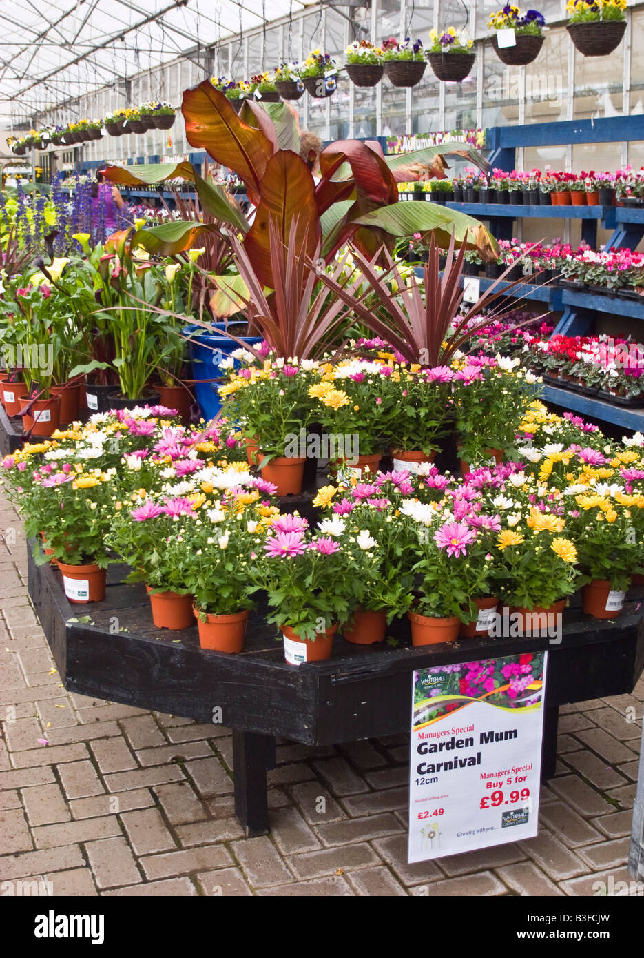 Display of pot chrysanthemums in a garden centre in Wiltshire UK Stock