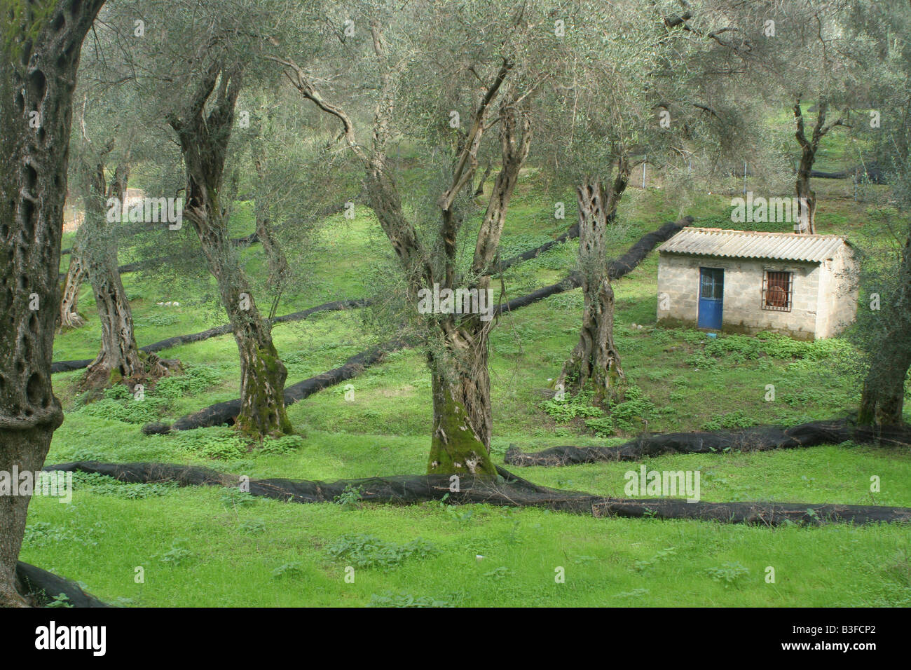 Israel Nitzana region an olive grove Stock Photo