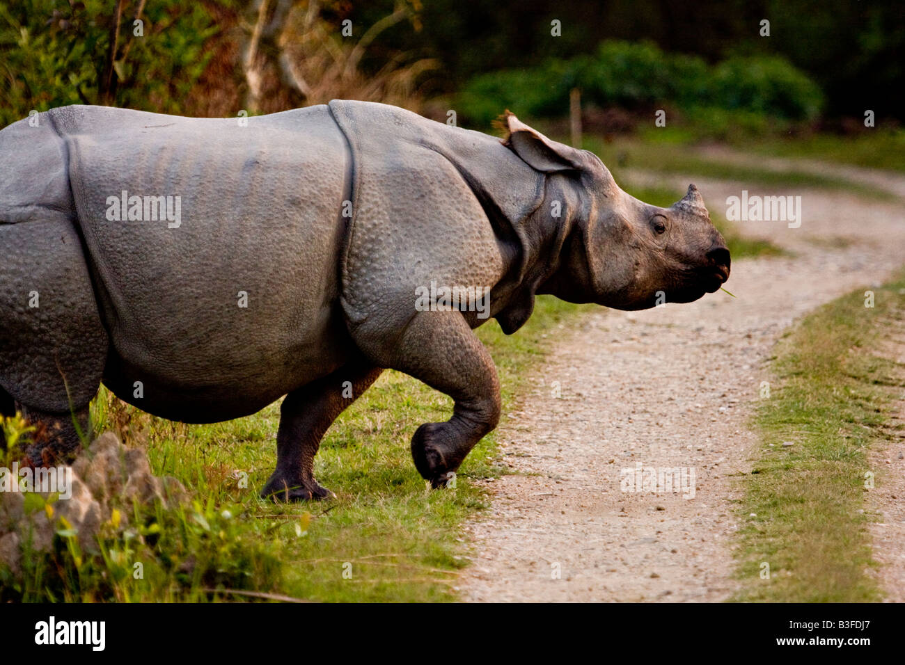 Asian one horned Rhino in Kaziranga national park in the north east Indian state of Assam crossing a forest road Stock Photo