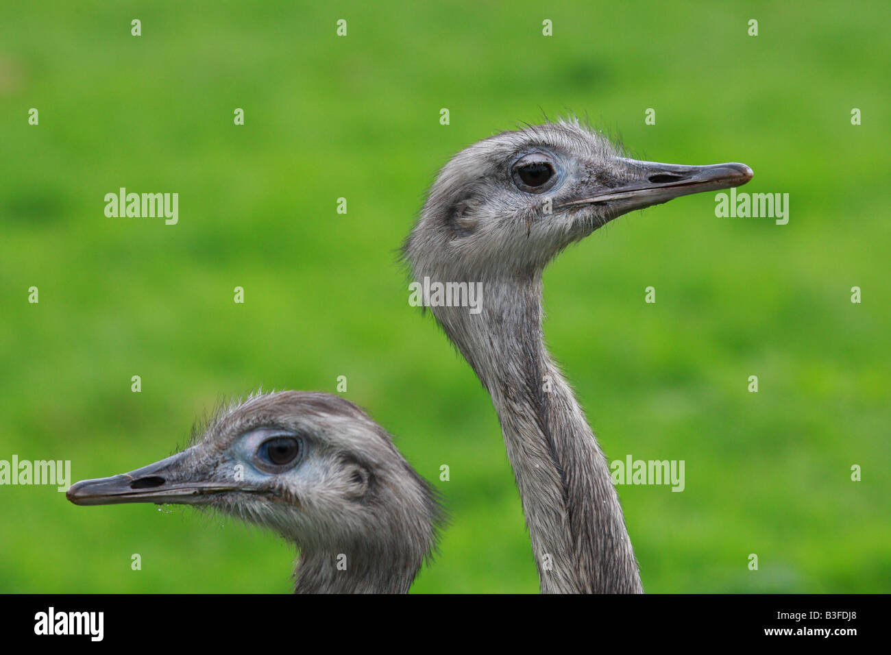 Two young Rheas Stock Photo - Alamy