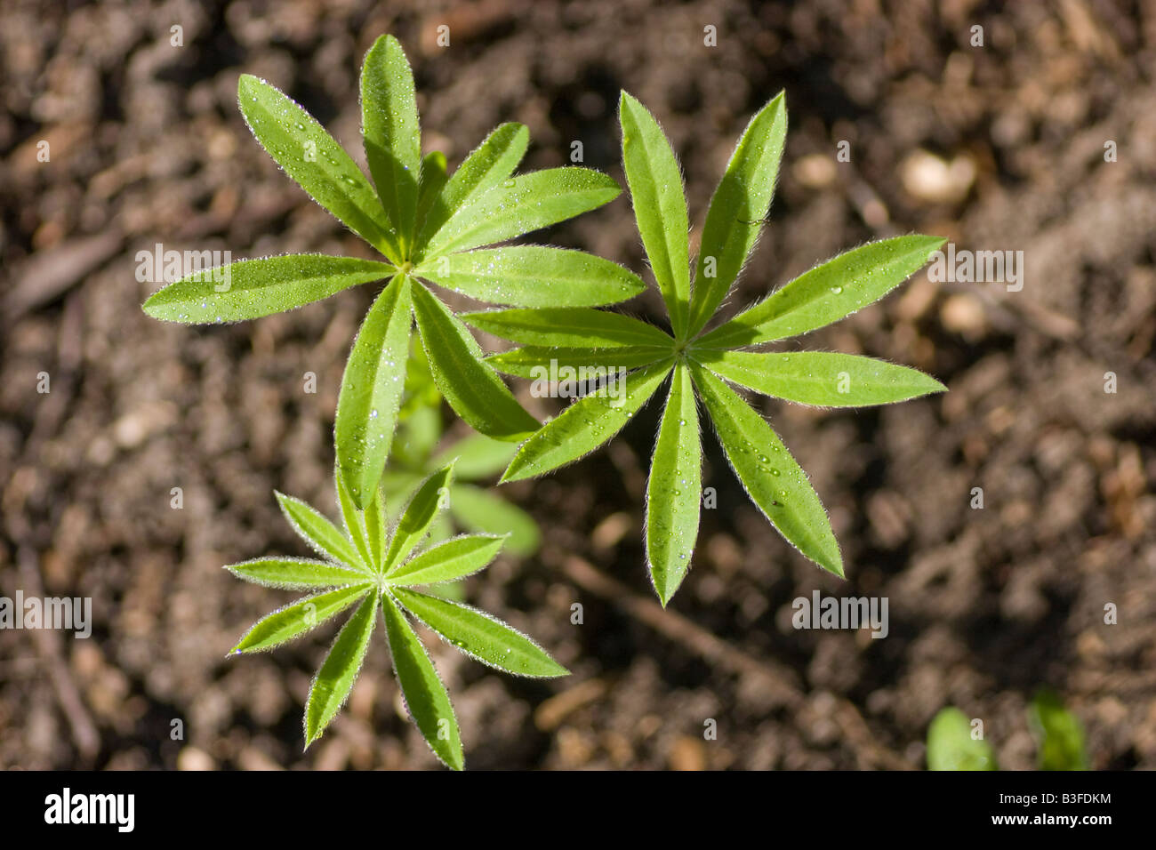 The seedling of a lupin plant Lupins can fix nitrogen from the atmosphere into ammonia fertilizing the soil for other plants Stock Photo