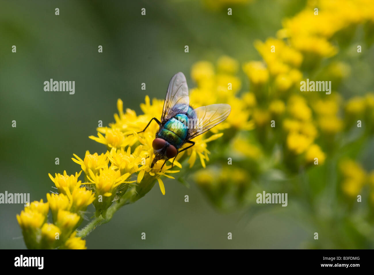 A common green bottle fly Lucilia sericata on the yellow flowers of a goldenrod solidago Stock Photo