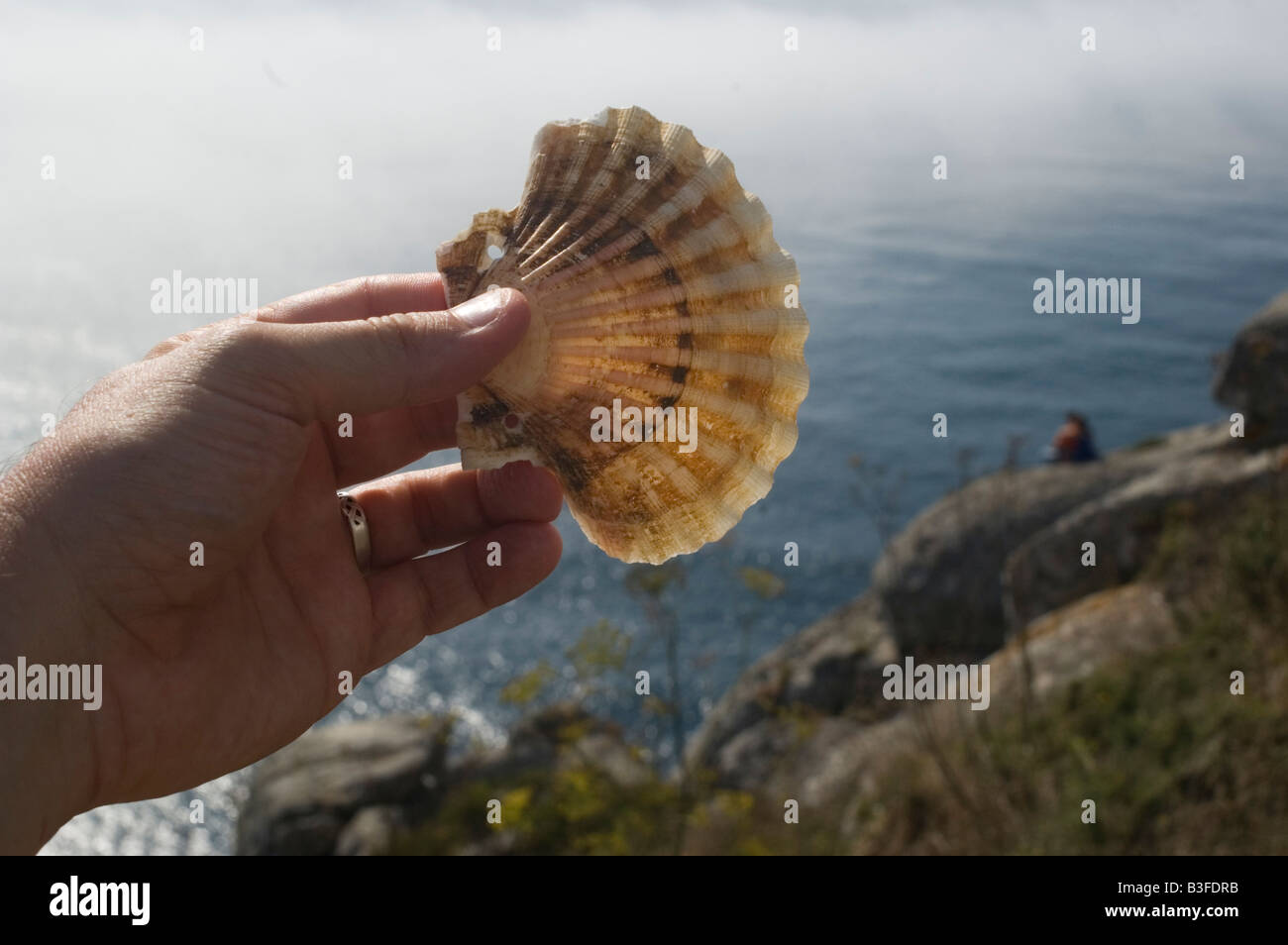Scallop shell in Fisterra WAY OF SAINT JAMES or CAMINO DE SANTIAGO Northern or Coastal Route GALICIA region SPAIN Stock Photo