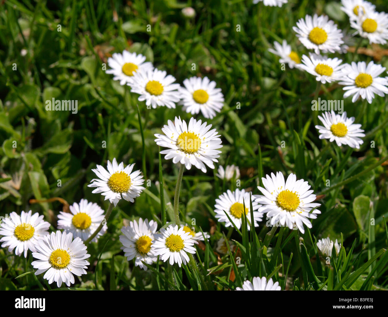 Wiese, Gaensebluemchen, Lawn Daisies (Bellis perennis) Stock Photo