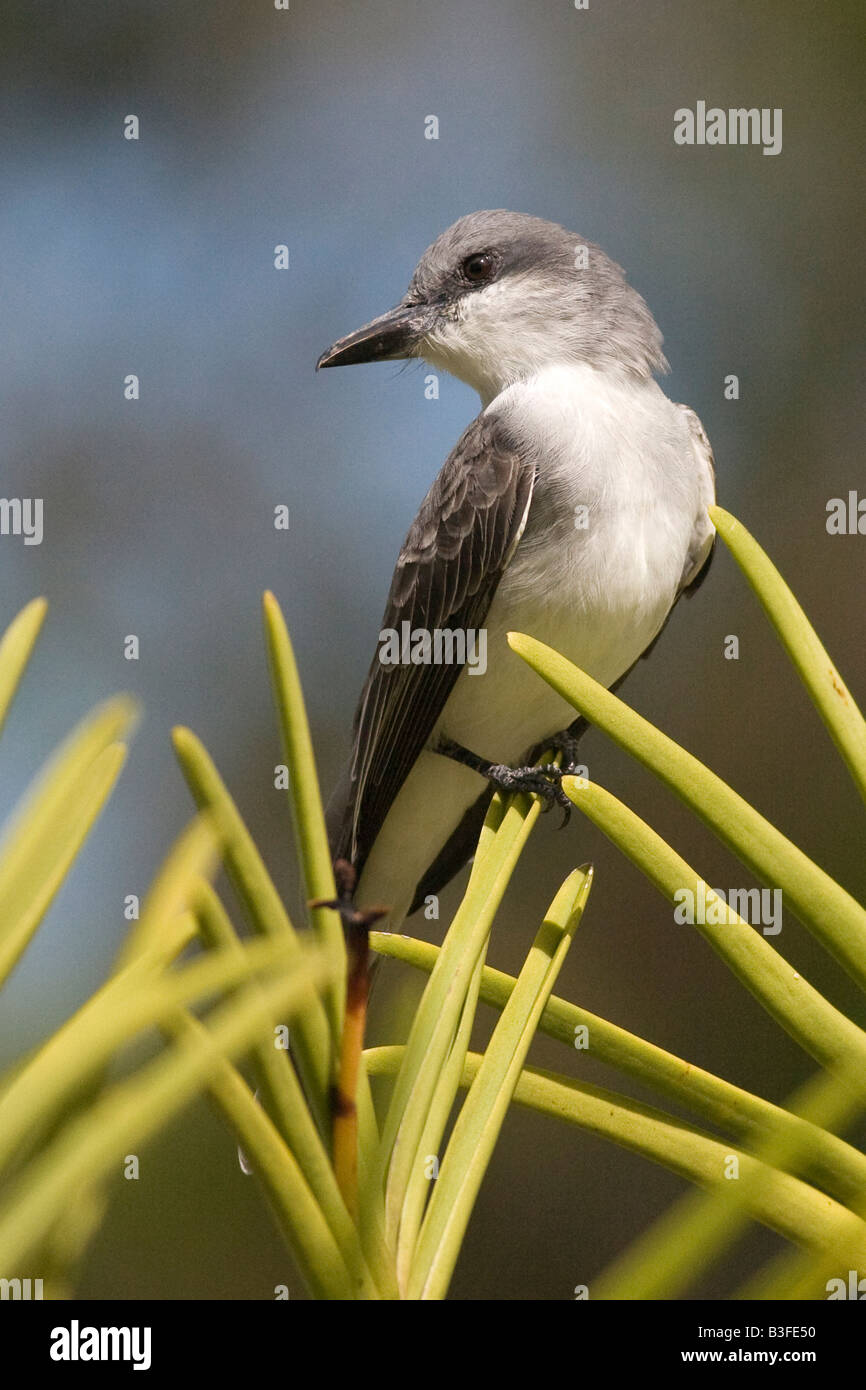 Grey Kingbird (Tyrannus dominicensis), Barbados Stock Photo Alamy
