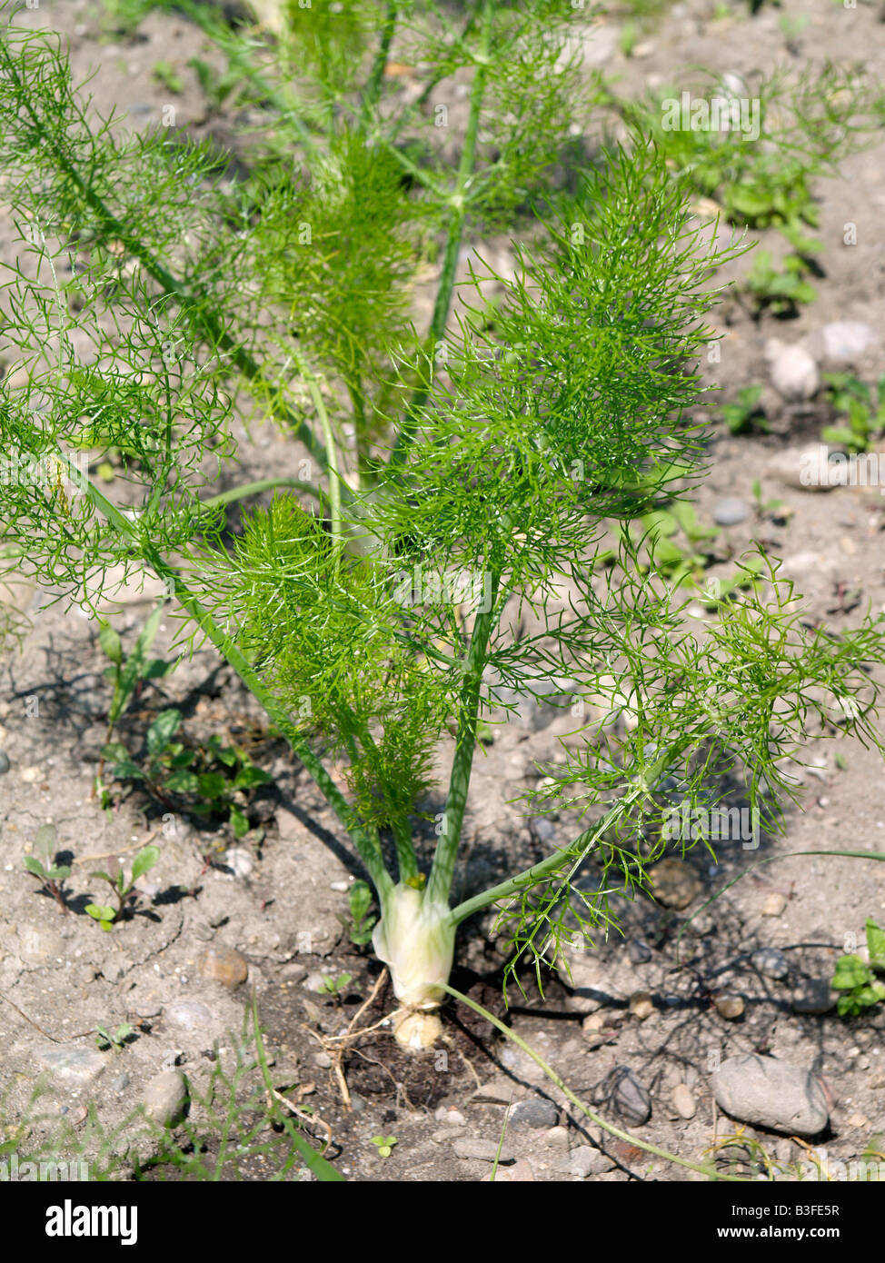 Fenchel, Fennel Stock Photo