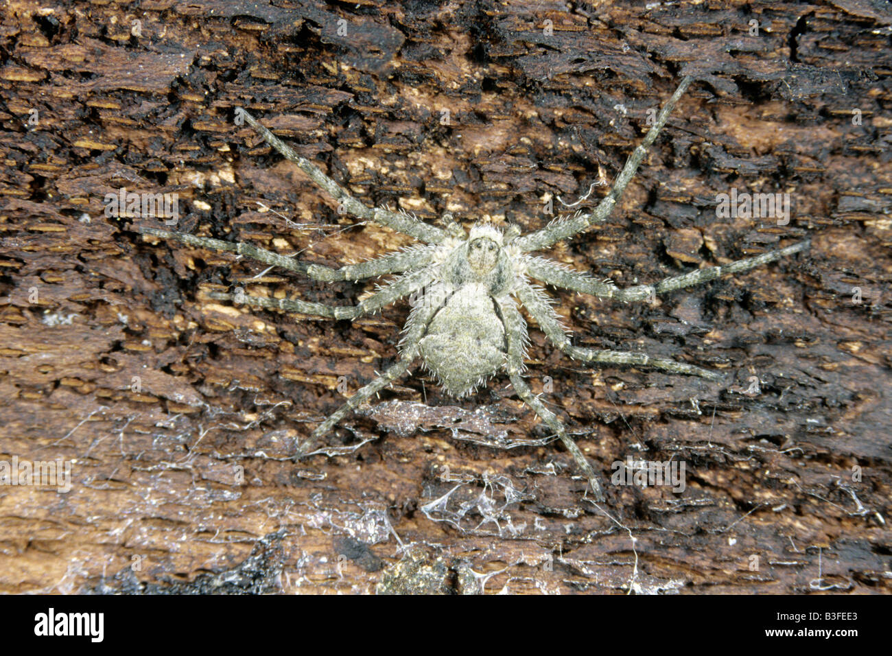 Philodromid Crab Spider, Running Crab Spider (Philodromus marginatus) female under bark Stock Photo