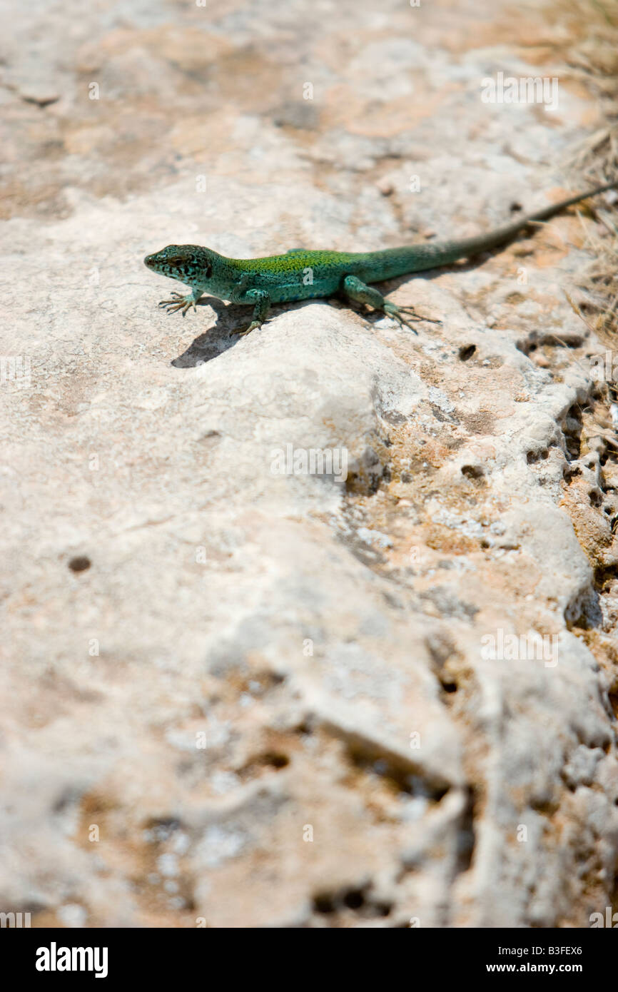 lizard reptile wild life nature island Formentera Stock Photo