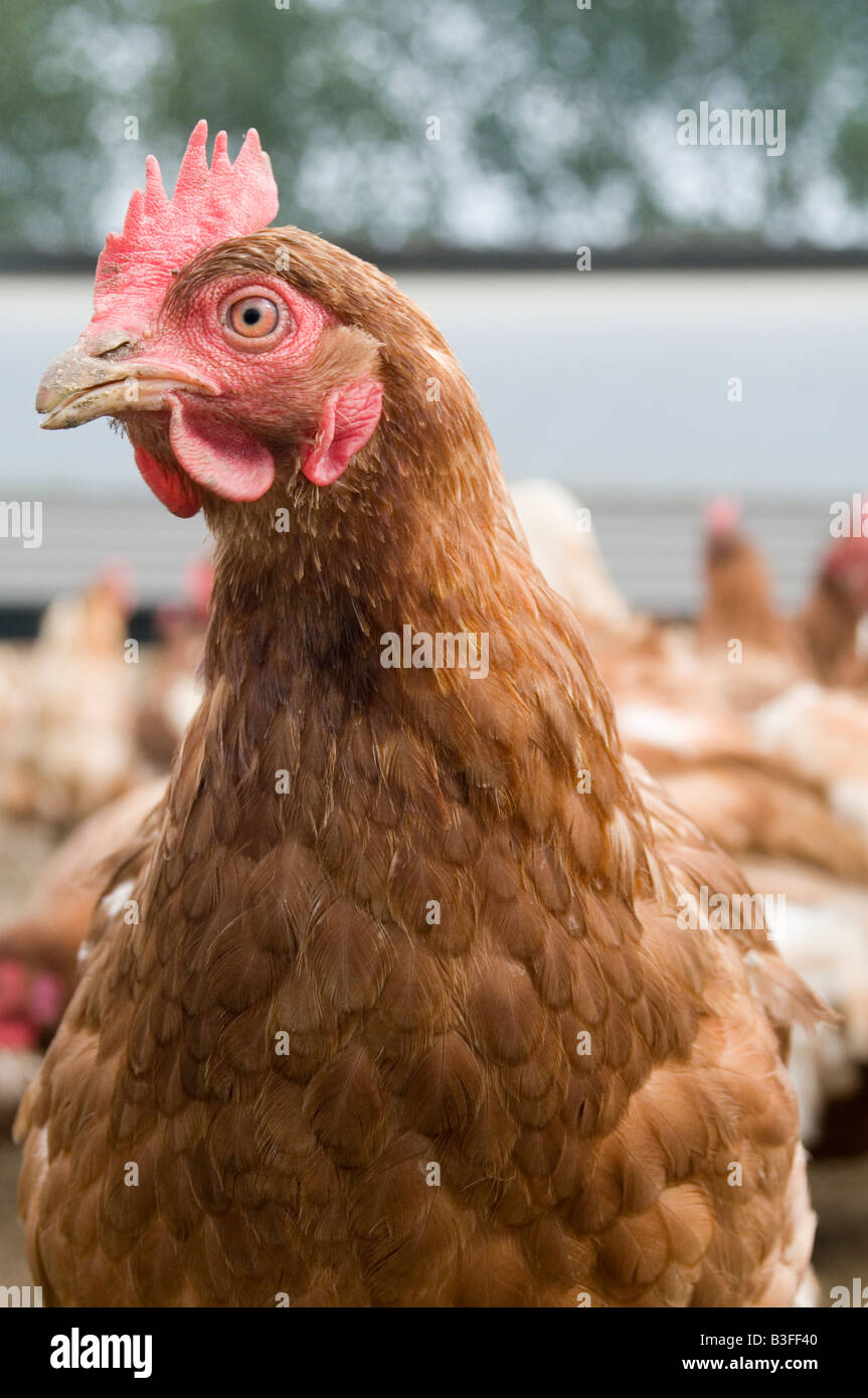 Freerange chicken chickens hen hens poultry free range eggs farming farmer farm bird birds food production shed peck pecking scr Stock Photo