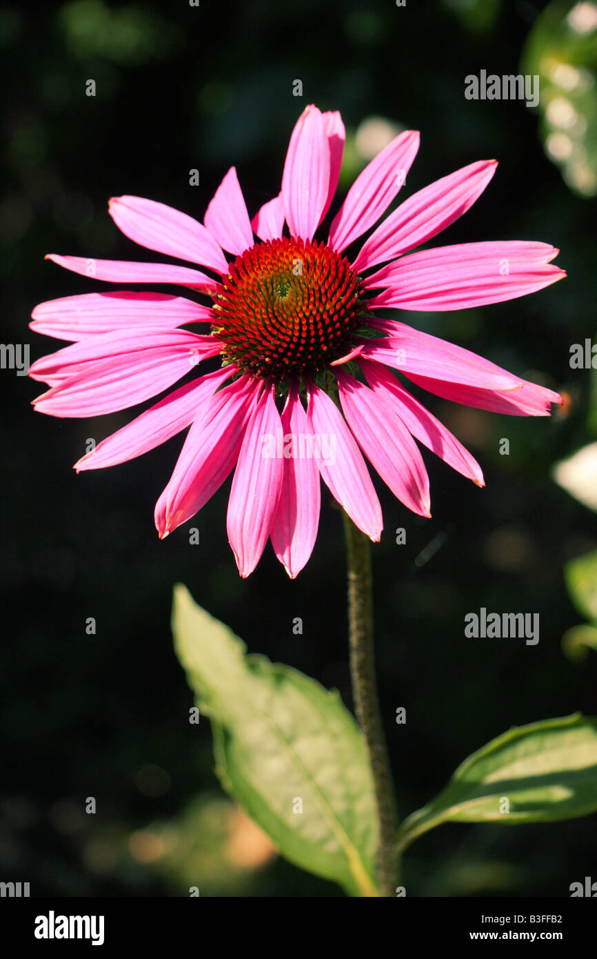 A flower head of echinacea plant Stock Photo