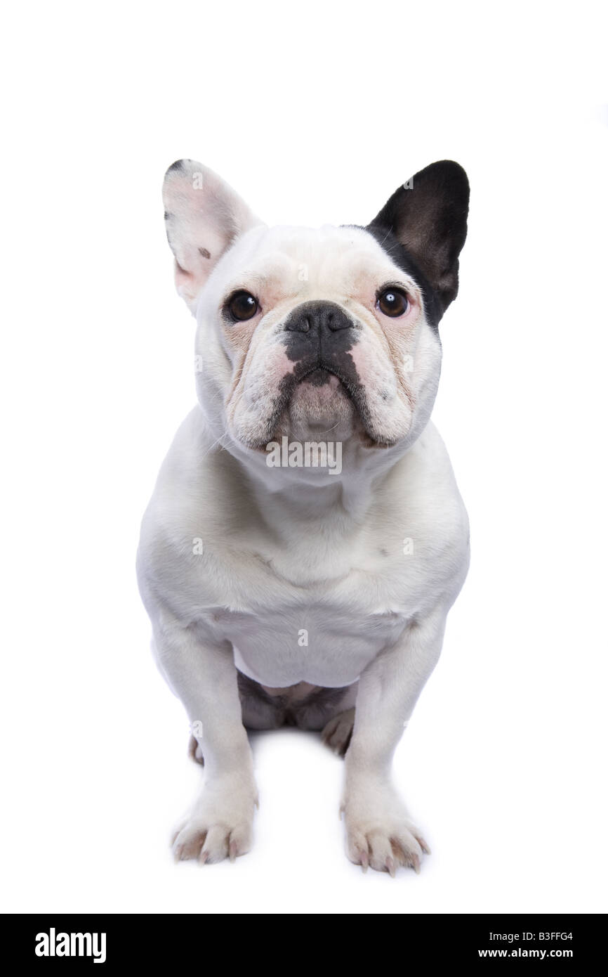 Black and white French bulldog sitting looking at camera isolated on white background Stock Photo