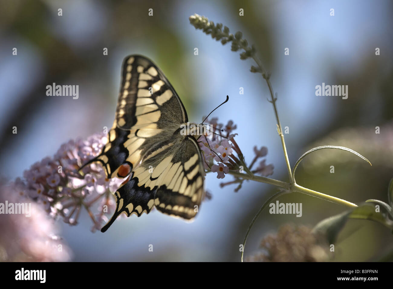 Swallowtail butterfly Papilio machaon feeding on nectar on lilac bloom Verfeil midi pyrenees France Stock Photo